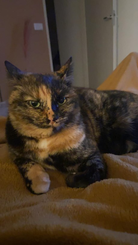 Kat Europese korthaar of huiskat