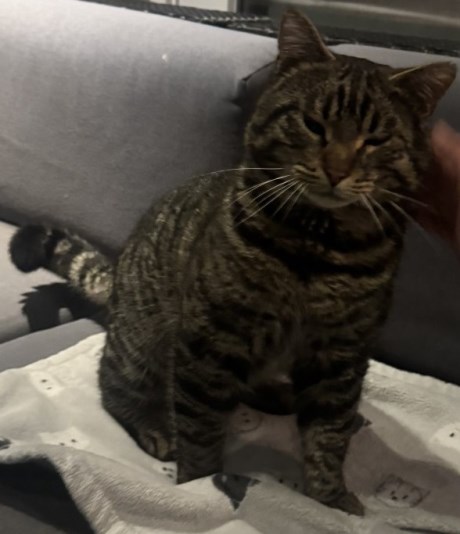 Kat Europese korthaar of huiskat