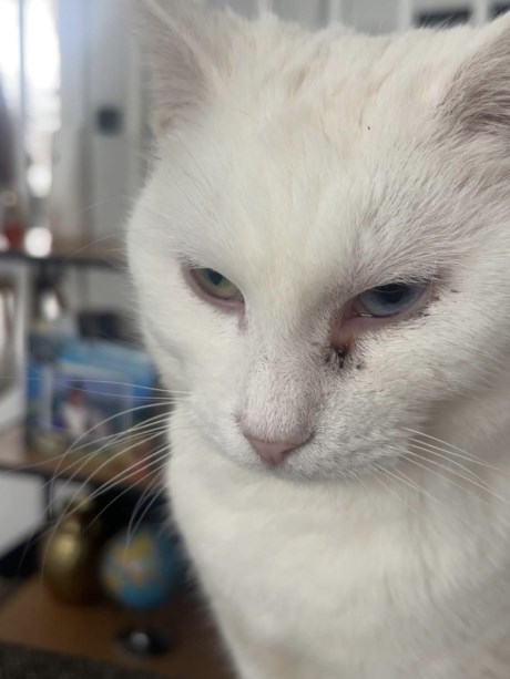 Kat Europese korthaar of huiskat