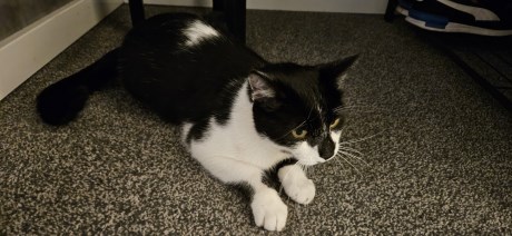 Kat Europese korthaar of huiskat