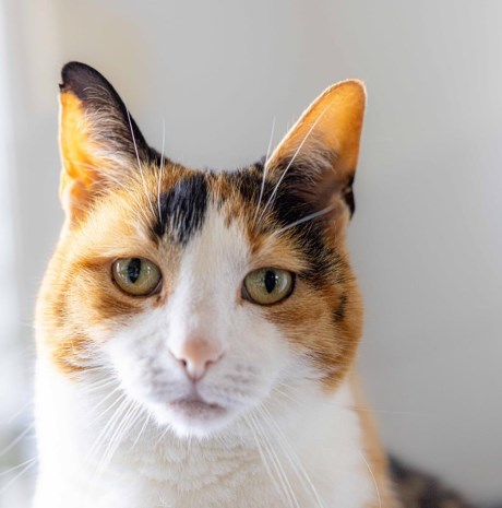 Kat Europese korthaar of huiskat