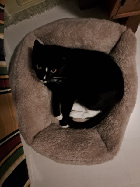 Kat Europese korthaar of huiskat