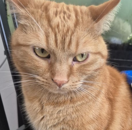 Kat Europese korthaar of huiskat