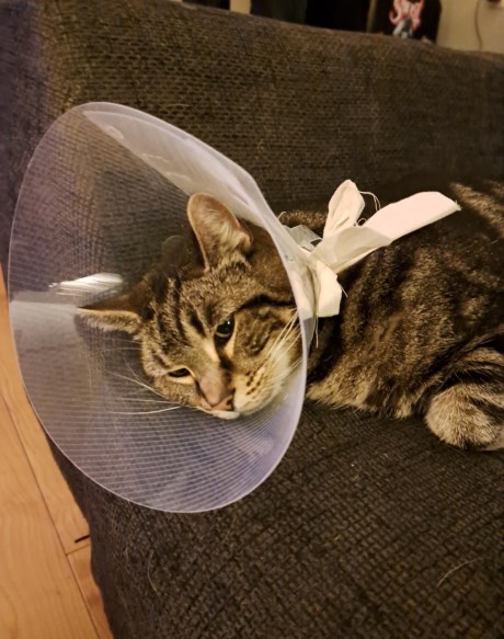 Kat Europese korthaar of huiskat