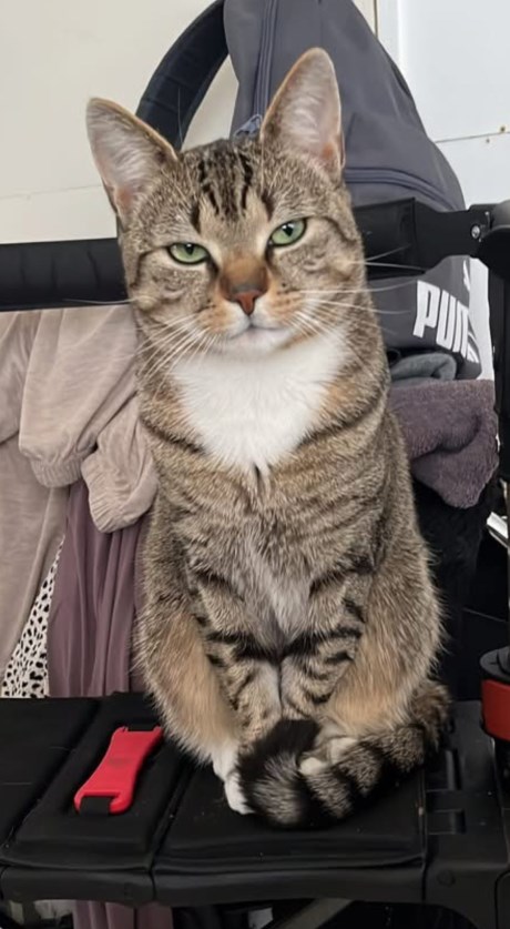 Kat Europese korthaar of huiskat