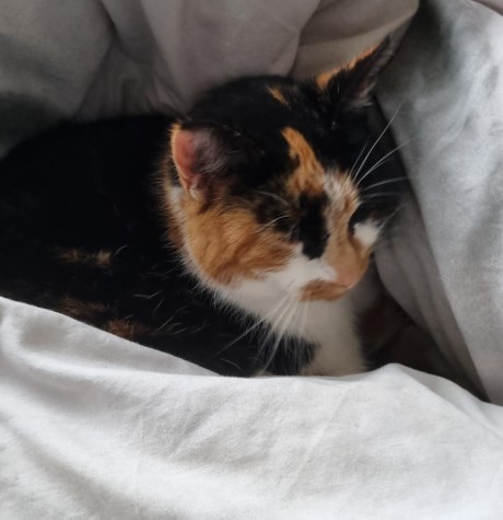 Kat Europese korthaar of huiskat