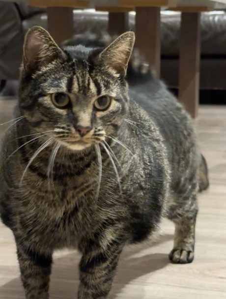 Kat Europese korthaar of huiskat