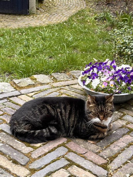 Kat Europese korthaar of huiskat