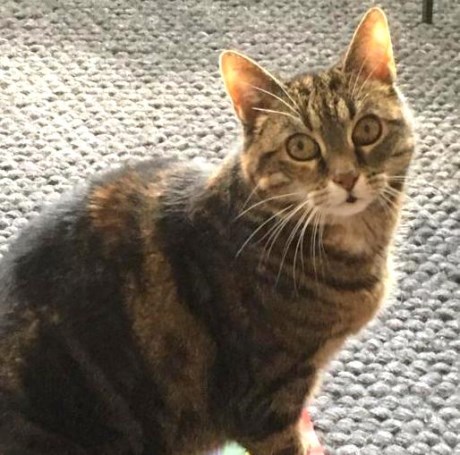 Kat Europese korthaar of huiskat