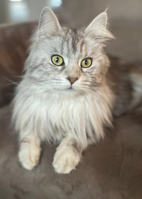 Kat Maine Coon