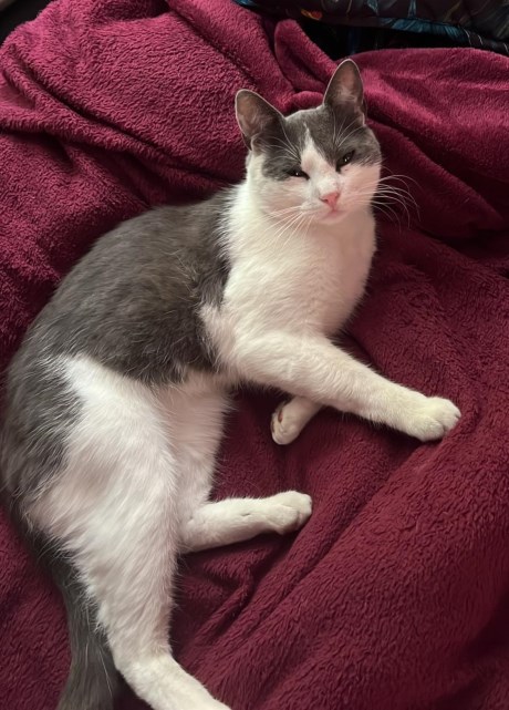 Kat Europese korthaar of huiskat