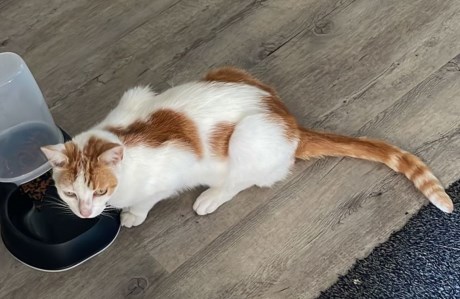 Kat Europese korthaar of huiskat