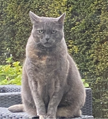 Kat Europese korthaar of huiskat