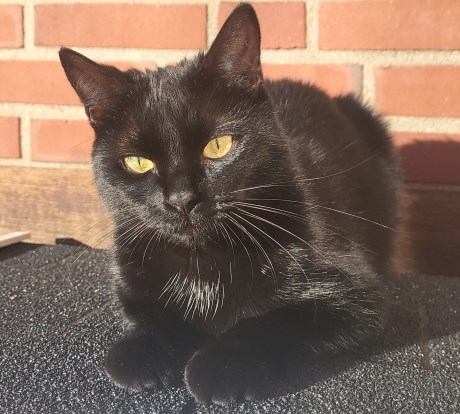 Kat Europese korthaar of huiskat