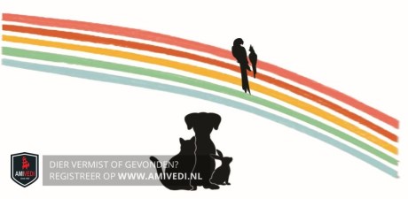 Kat Europese korthaar of huiskat