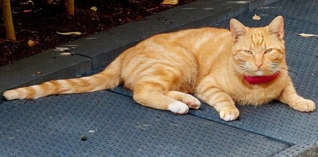 Kat Europese korthaar of huiskat