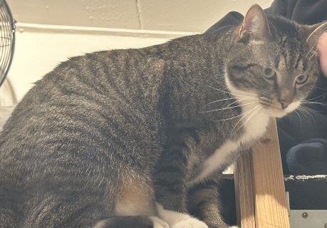 Kat Europese korthaar of huiskat