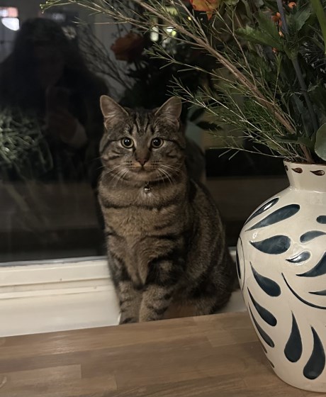 Kat Europese korthaar of huiskat