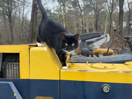 Kat Europese korthaar of huiskat