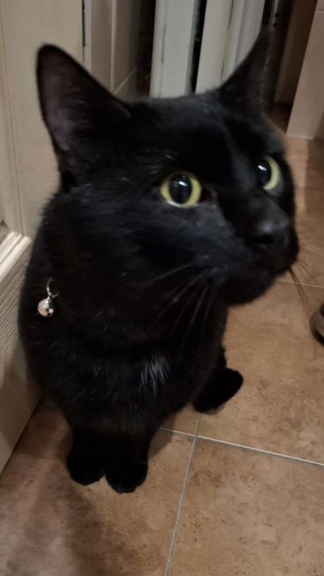 Kat Europese korthaar of huiskat