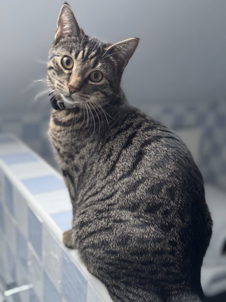 Kat Europese korthaar of huiskat