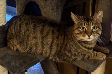 Kat Europese korthaar of huiskat