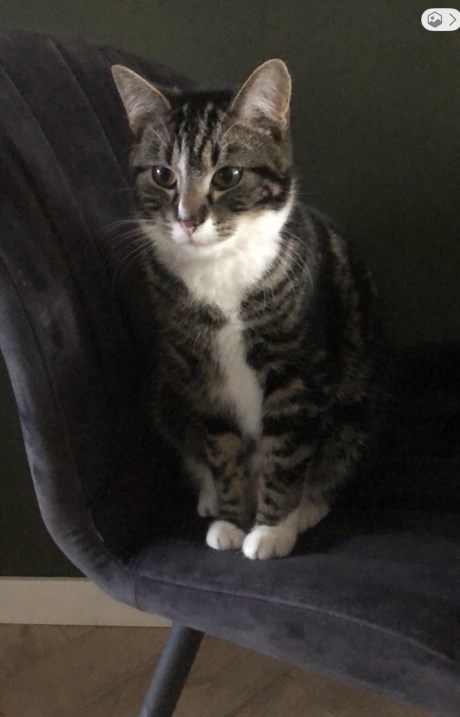 Kat Europese korthaar of huiskat