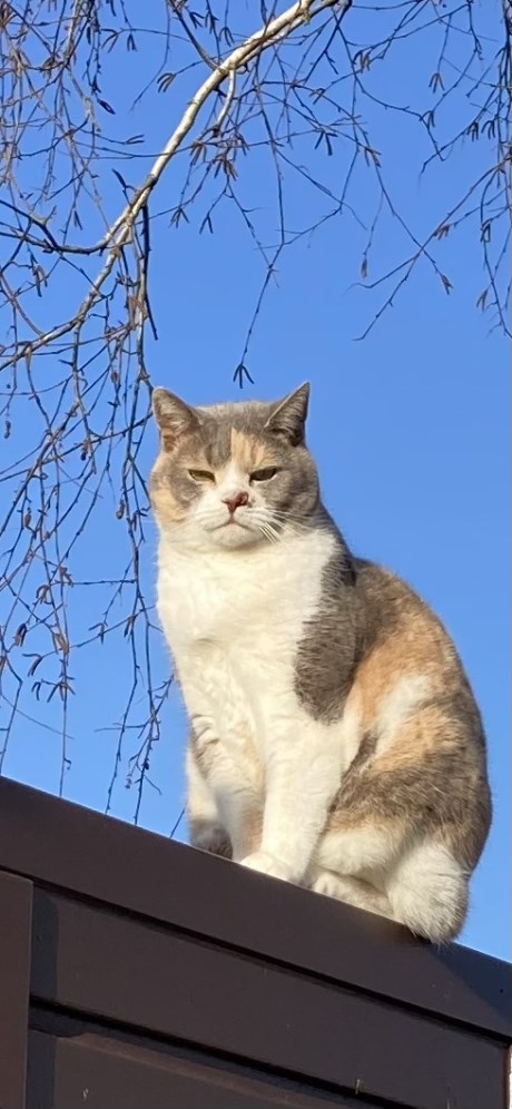 Kat Europese korthaar of huiskat