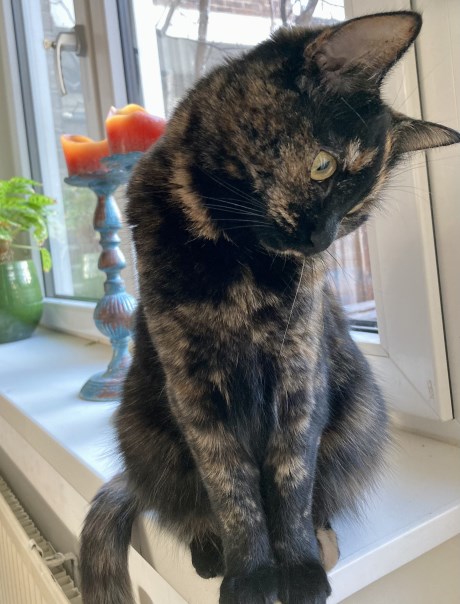 Kat Europese korthaar of huiskat