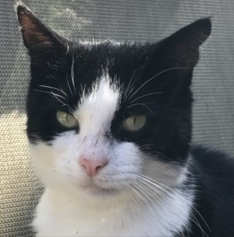 Kat Europese korthaar of huiskat