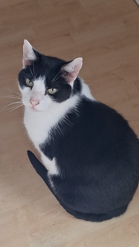 Kat Europese korthaar of huiskat