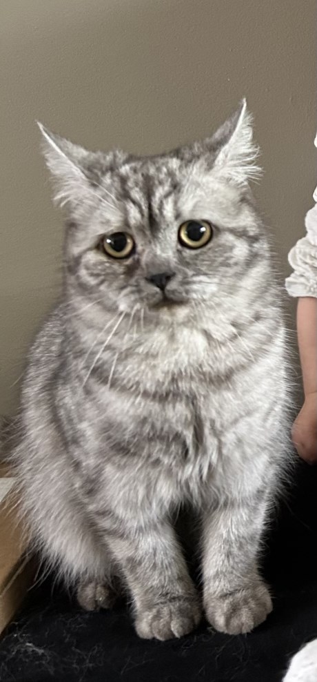 Kat Brits korthaar X