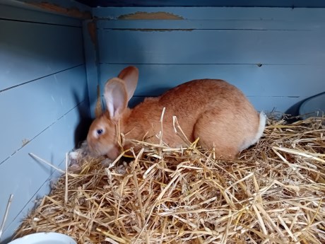 Knaagdier / Haasachtige Konijn