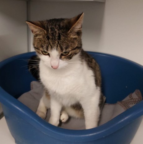 Kat Europese korthaar of huiskat