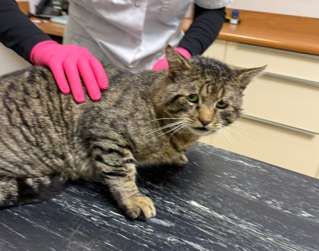 Kat Europese korthaar of huiskat