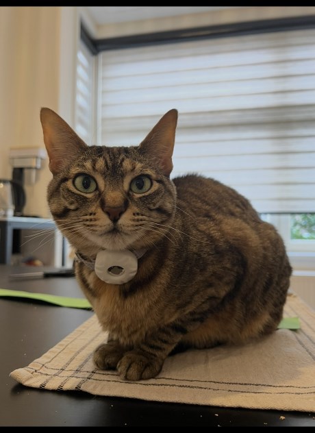 Kat Europese korthaar of huiskat