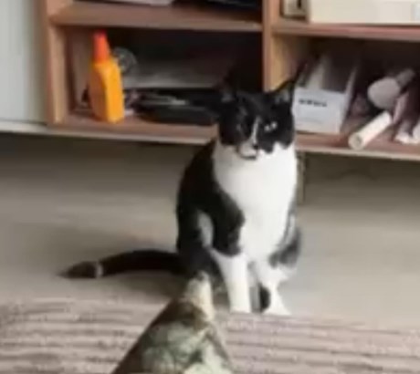 Kat Europese korthaar of huiskat