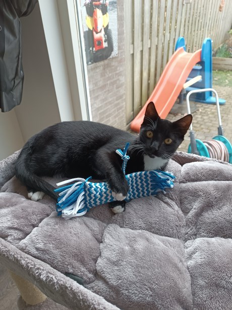 Kat Europese korthaar of huiskat