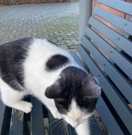 Kat Europese korthaar of huiskat