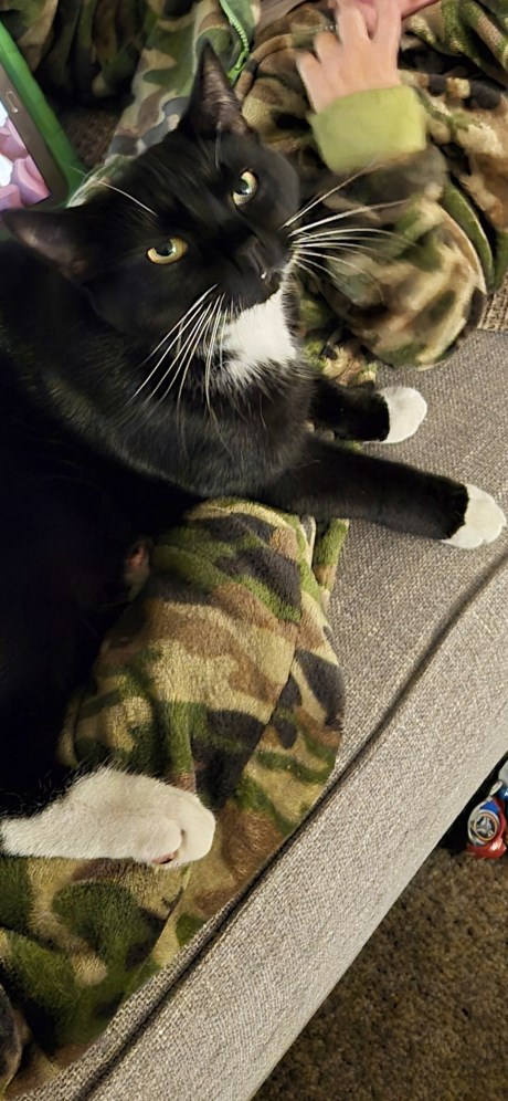 Kat Europese korthaar of huiskat