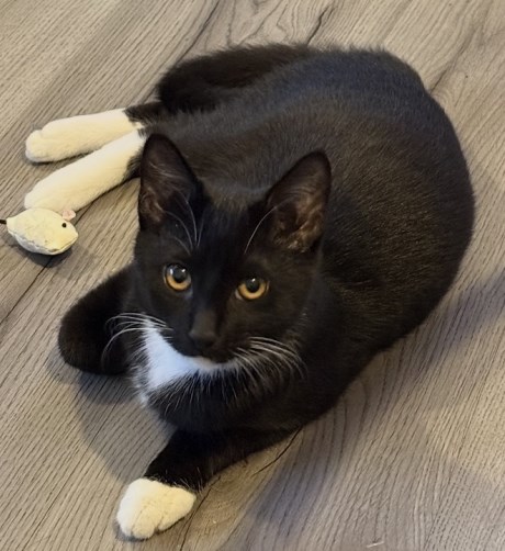 Kat Europese korthaar of huiskat