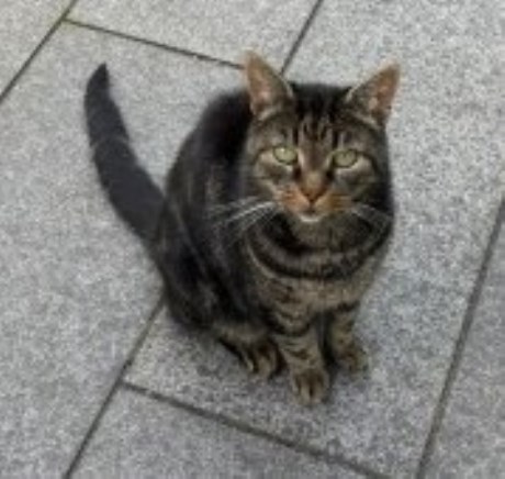 Kat Europese korthaar of huiskat