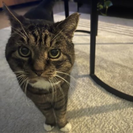 Kat Europese korthaar of huiskat