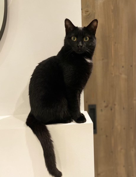 Kat Europese korthaar of huiskat