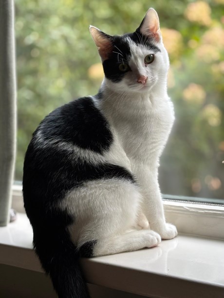 Kat Europese korthaar of huiskat