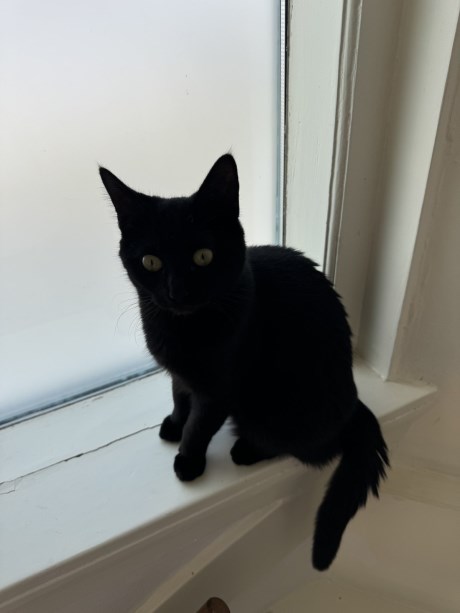 Kat Europese korthaar of huiskat