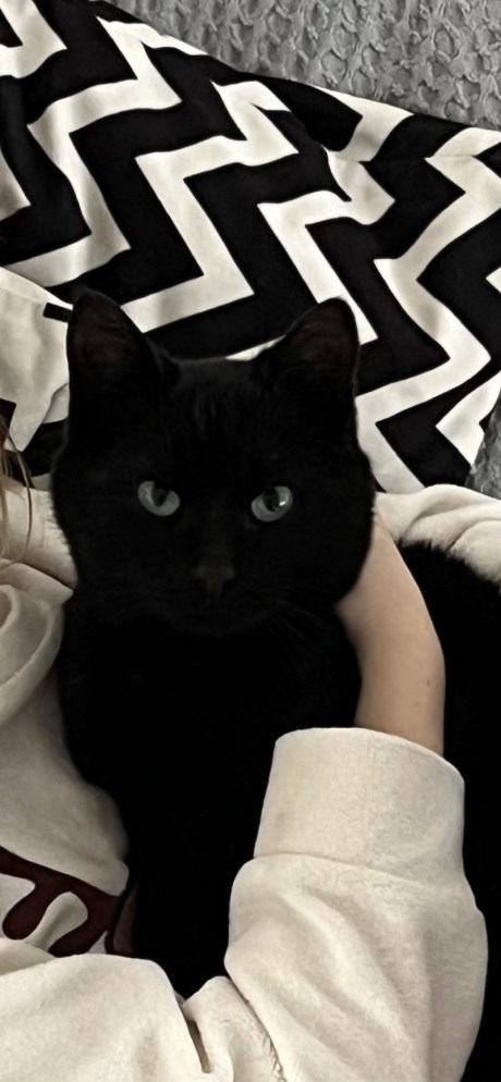 Kat Europese korthaar of huiskat