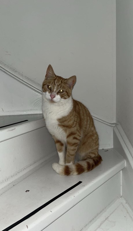 Kat Europese korthaar of huiskat