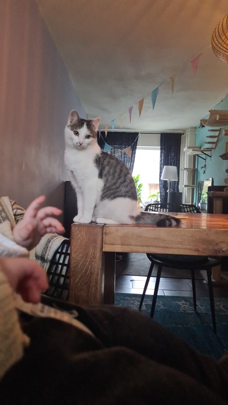 Kat Europese korthaar of huiskat