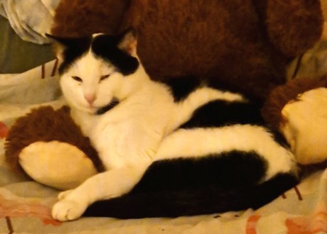 Kat Europese korthaar of huiskat